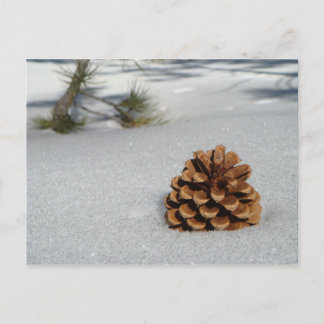 Cartão Postal Pinecone no Cartão-postal da neve