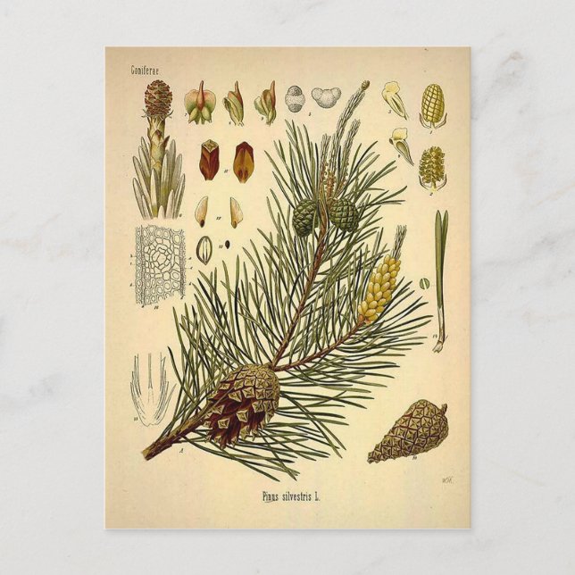 Cartão Postal Pinecone Pine Tree Vintage Impressão (Frente)