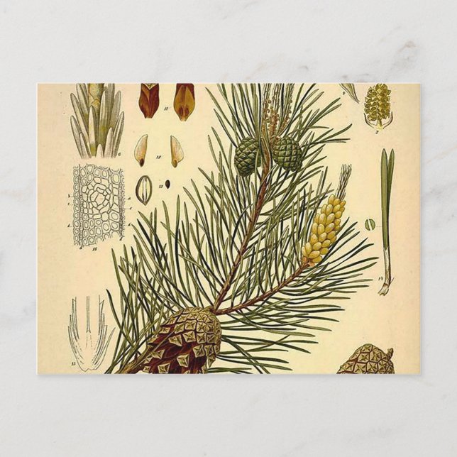 Cartão Postal Pinecone Pine Tree Vintage Impressão (Frente)