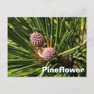 Cartão Postal Pineflower