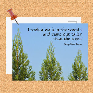 Cartão Postal Pineiros e Céu Citação de Thoreau Caminhada nos Bo