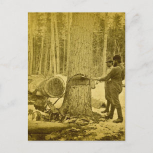 Cartão Postal Pinerias dos Irmãos Goodridge de Michigan Saginaw 