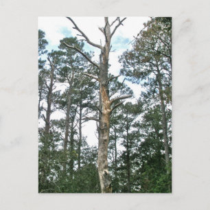 Cartão Postal Pines no Beach Nature Trail OBX NC
