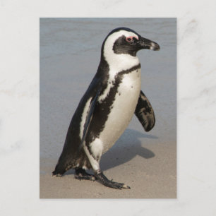 Cartão Postal Pinguim Africano Caminhando