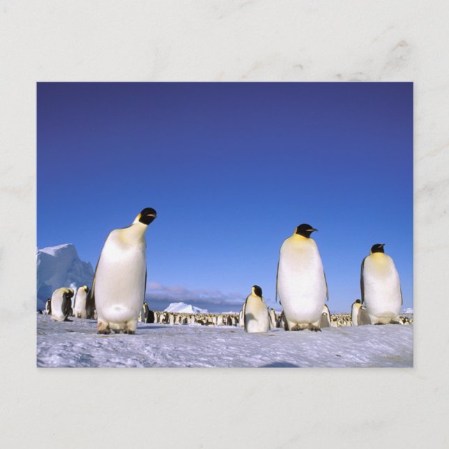 Cartão Postal Pinguim | Antártica, Península Antártica (Frente)