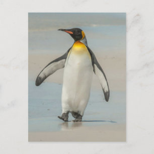 Cartão Postal Pinguim caminhando na praia