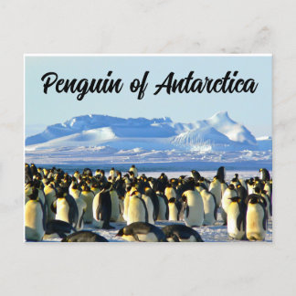 Cartão Postal Pinguim da Antártida