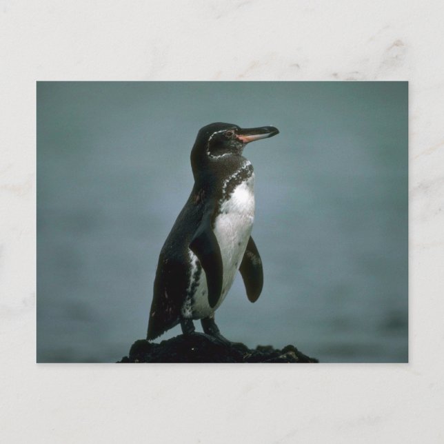 Cartão Postal Pinguim De Galápagos Na Rocha De Lava (Frente)