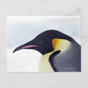 Cartão Postal Pinguim de imperador, ilha do monte da neve