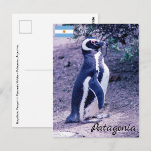 Cartão Postal Pinguim-de-magalhães na Península Valdés - Patagôn