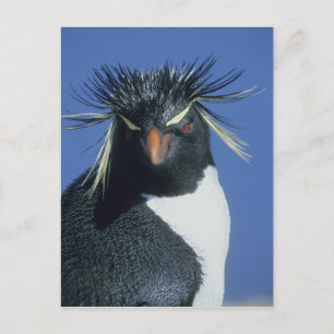 Cartão Postal Pinguim-de-topete (Eudyptes chrysocome)