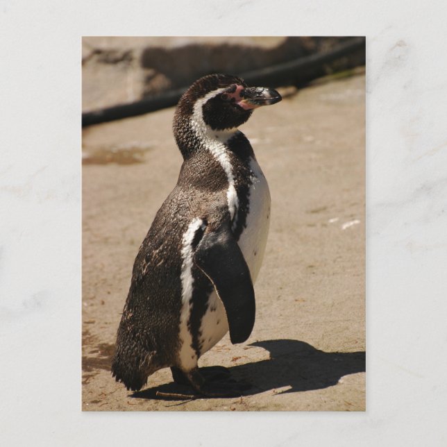 Cartão Postal Pinguim em Blairdrummond (Frente)