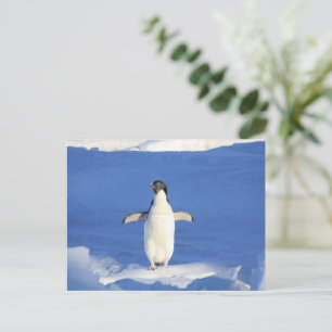 Cartão Postal Pinguim engraçado na foto do gelo
