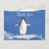 Pinguim Engraçado Obrigado