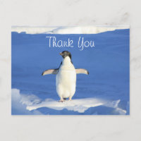 Pinguim Engraçado Obrigado