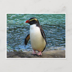 Cartão Postal pinguim fiordland