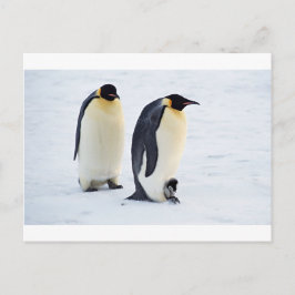 Cartão Postal Pinguim gelado congelado pássaro de neve meteorolo