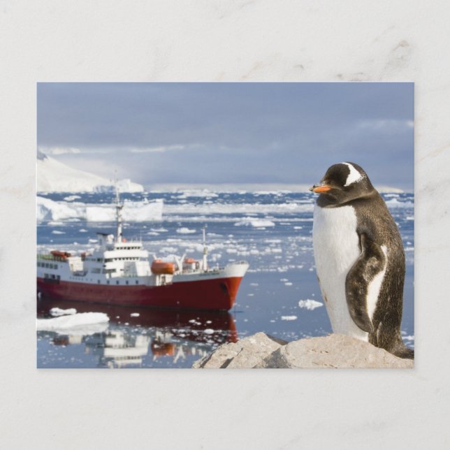 Cartão Postal Pinguim-gentoo (Frente)