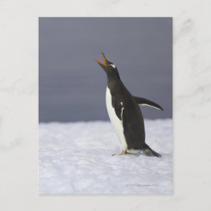 Cartão Postal Pinguim Gentoo (Pygoscelis papua)