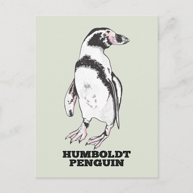 Cartão Postal Pinguim Humboldt (Frente)