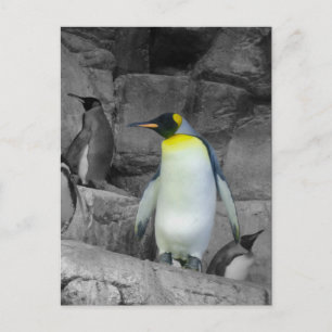 Cartão Postal Pinguim-imperador