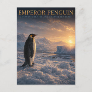 Cartão Postal Pinguim-imperador Gelo Antártico ANIMAIS