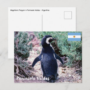 Cartão Postal Pinguim Magalhães em Península Valdes - Argentin