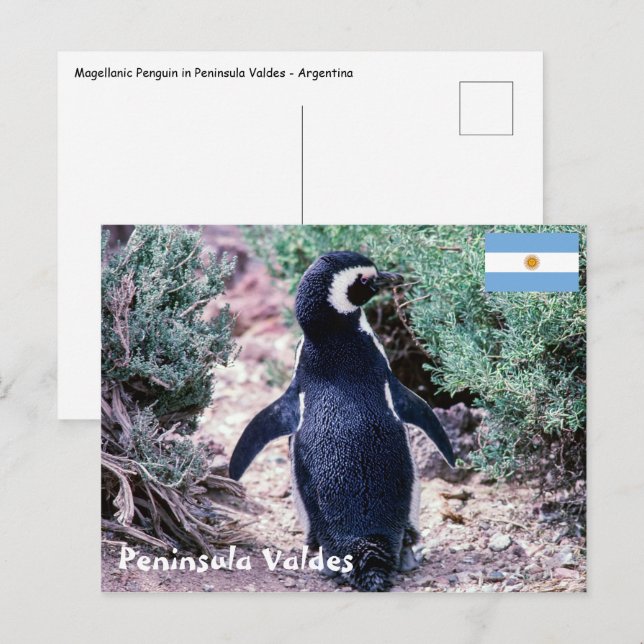 Cartão Postal Pinguim Magalhães em Península Valdes - Argentina (Frente/Verso)