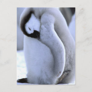 Cartão Postal Pinguim Península Antártica, Mar de Weddell