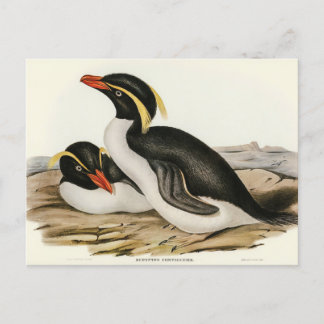 Cartão Postal Pinguim preso por Elizabeth Gould