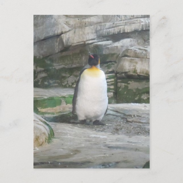 Cartão Postal Pinguina (Frente)
