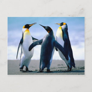 Cartão Postal Pinguins