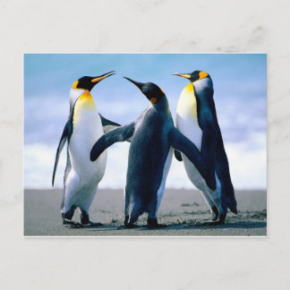 Cartão Postal Pinguins