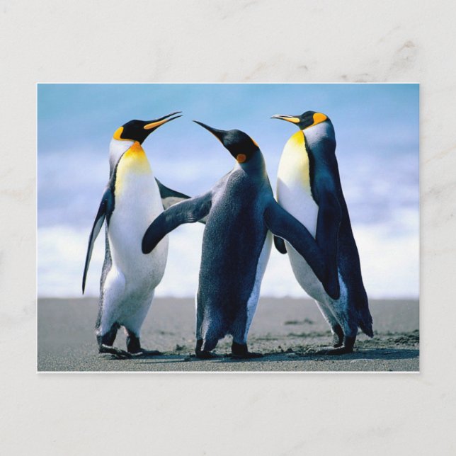 Cartão Postal Pinguins (Frente)
