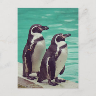 Cartão Postal Pinguins