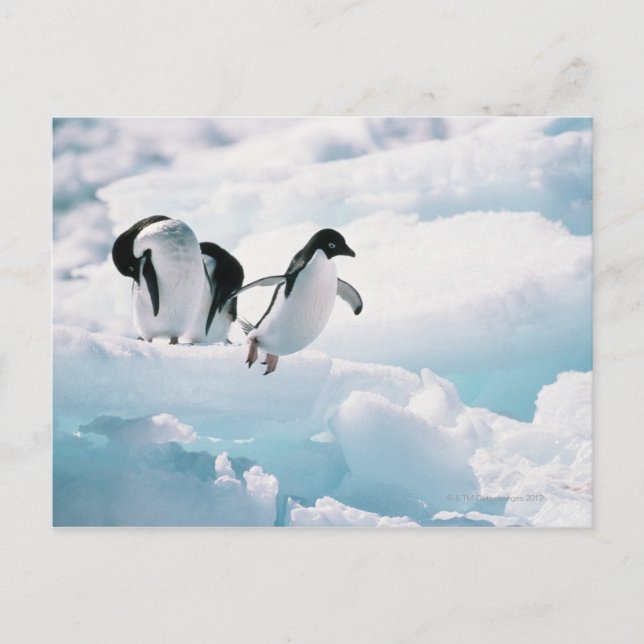 Cartão Postal Pinguins adélicos (pygoscelis adeliae) Antártica (Frente)
