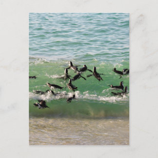 Cartão Postal Pinguins africanos nadando na praia