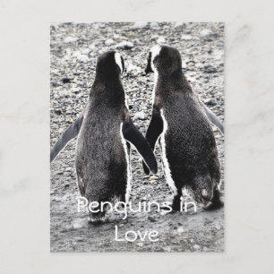 Cartão Postal Pinguins Apaixonados