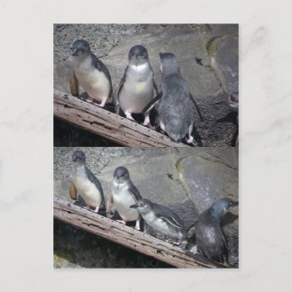 Cartão Postal Pinguins Azuis