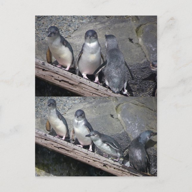 Cartão Postal Pinguins Azuis (Frente)