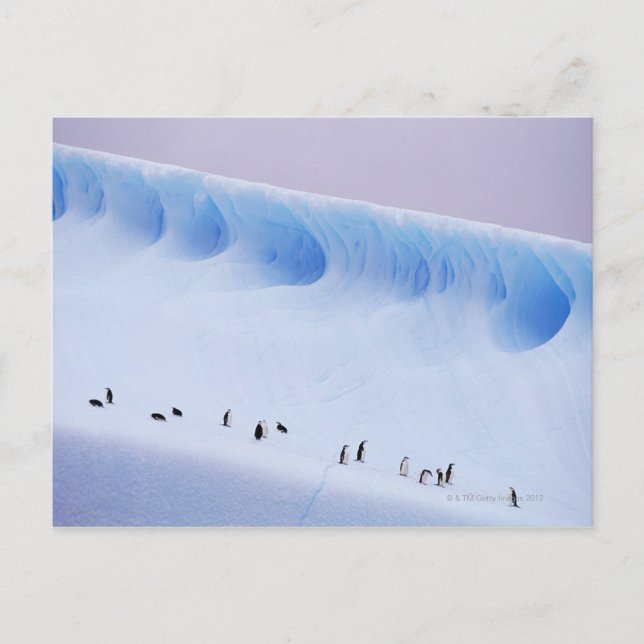 Cartão Postal Pinguins Chinstrap | Ilhas Orkney do Sul (Frente)