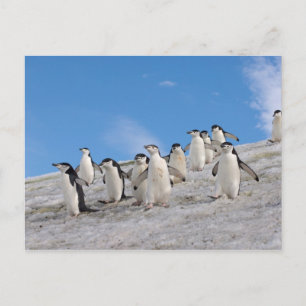 Cartão Postal Pinguins Chinstrap   Pygoscelis Antártica