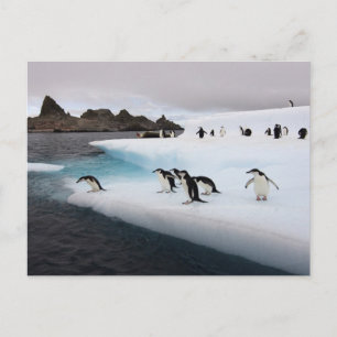 Cartão Postal Pinguins-de-crista