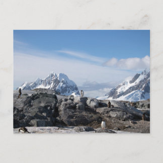 Cartão Postal Pinguins de Gentoo na Antártica