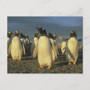 Cartão Postal Pinguins-de-gentoo, (Pygoscelis papua), Ilhas Falk