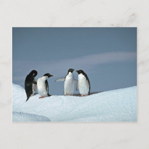 Cartão Postal Pinguins delitos, Antártica