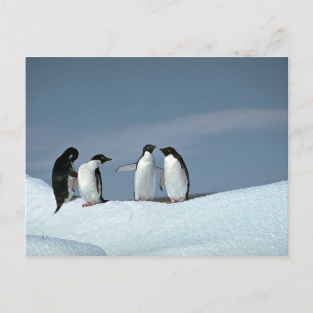 Cartão Postal Pinguins delitos, Antártica (Frente)