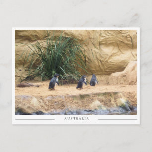 Cartão Postal Pinguins Fada – Adorável Vida Selvagem Australiana