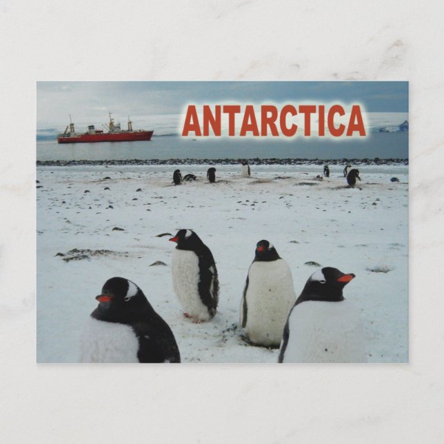 Cartão Postal Pinguins Gentil, Península Antártica (Frente)