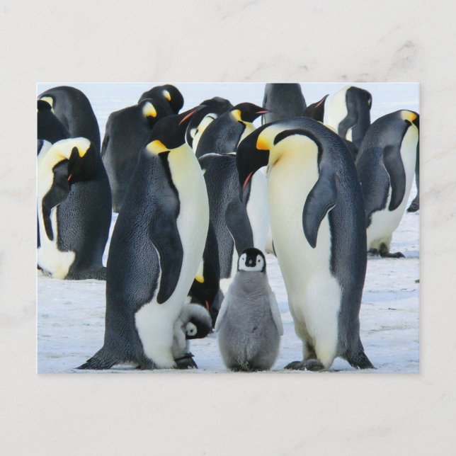 Cartão Postal Pinguins imperadores (Frente)